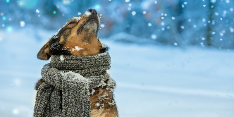 winter weather, pets, pet safety, cold weather pet safety, Minnesota winter pet safety, winter pet tips, winter pet safety, emergency veterinarian, board-certified veterinary criticalist, Animal Emergency & Referral Center of Minnesota