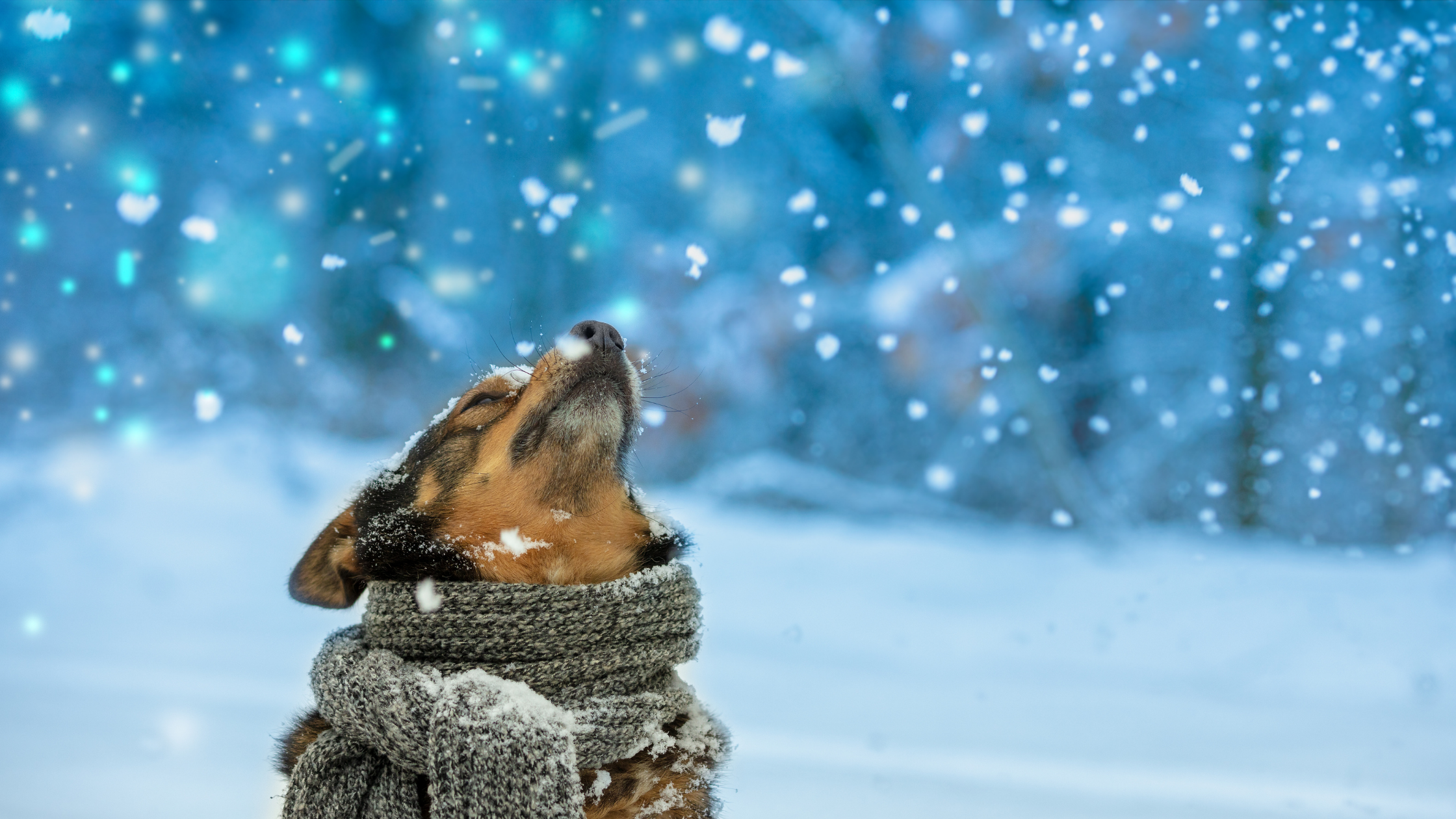 How to Keep Your Dog or Cat Safe this Cold Minnesota Winter