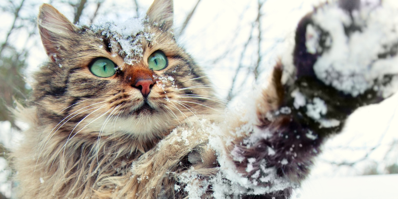 cat, snow, paws, winter weather, pets, pet safety, cold weather pet safety, Minnesota winter pet safety, winter pet tips, winter pet safety, emergency veterinarian, board-certified veterinary criticalist, Animal Emergency & Referral Center of Minnesota