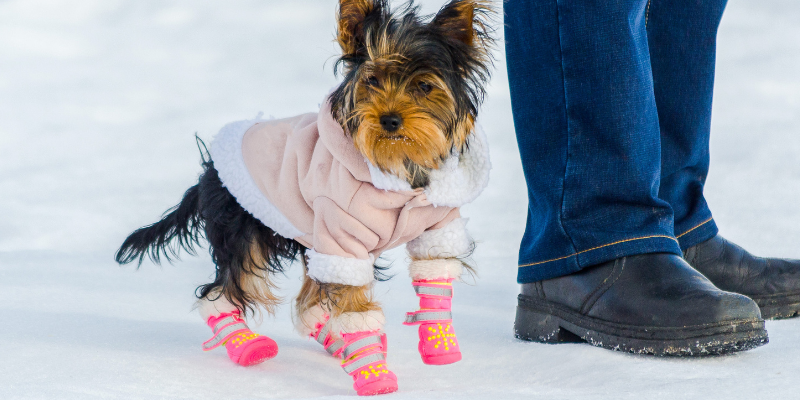 dog, coat, booties, winter weather, pets, pet safety, cold weather pet safety, Minnesota winter pet safety, winter pet tips, winter pet safety, emergency veterinarian, board-certified veterinary criticalist, Animal Emergency & Referral Center of Minnesota