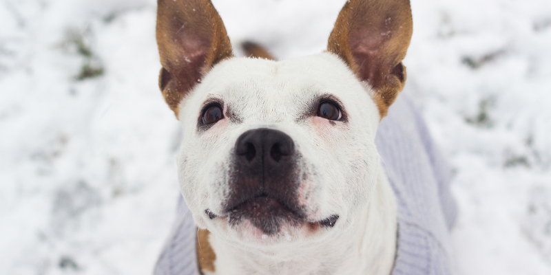 4 Hazards to Your Pet This Winter