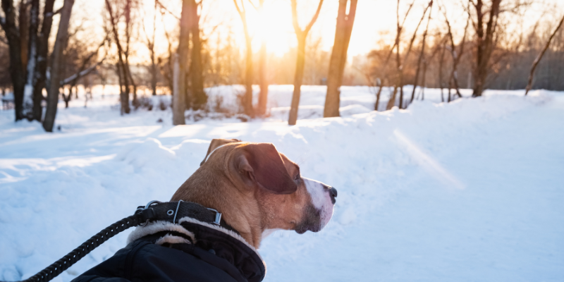 winter weather pet safety, winter pet dangers, winter pet hazards, winter pet safety, pet tips, pet health, pet emergency, Twin Cities emergency vet, Minnesota emergency vet, Animal Emergency & Referral Center of Minnesota