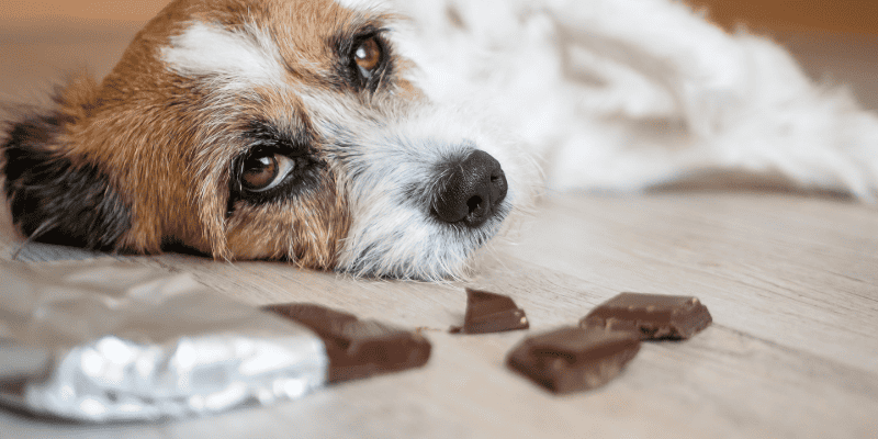 dog, chocolate pieces, chocolate toxicity, dog toxins, pet toxins, chocolate toxicity in dogs, Animal Emergency & Referral Center of Minnesota, Minnesota animal emergency hospital, Twin Cities emergency vet, pet health, pet safety, pet dangers