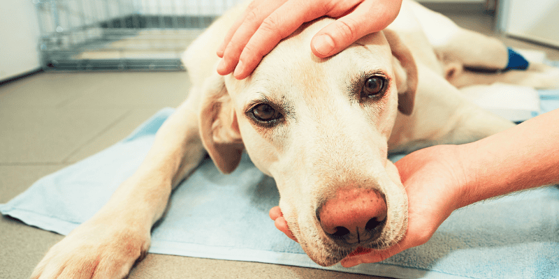 sick dog, vet clinic, floor, chocolate toxicity, dog toxins, pet toxins, chocolate toxicity in dogs, Animal Emergency & Referral Center of Minnesota, Minnesota animal emergency hospital, Twin Cities emergency vet, pet health, pet safety, pet dangers