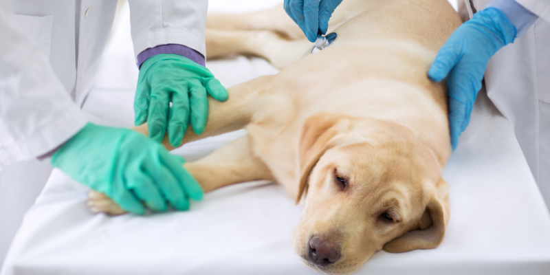 Raw food diets, dog raw food diet, veterinary, emergency vet, Animal Emergency & Referral Center of Minnesota