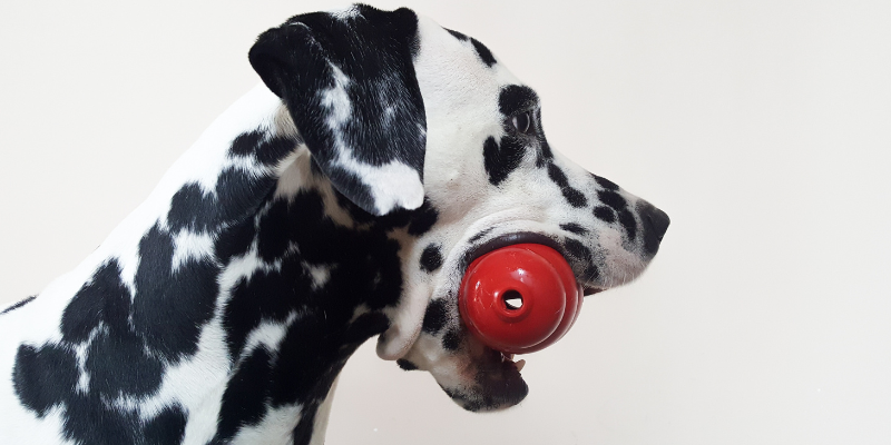 best dog toy, dog toys, dog gifts, Kong toys, Kong dog toys, dog owners, dog mom, dog dad, Animal Emergency & Referral Center of Minnesota