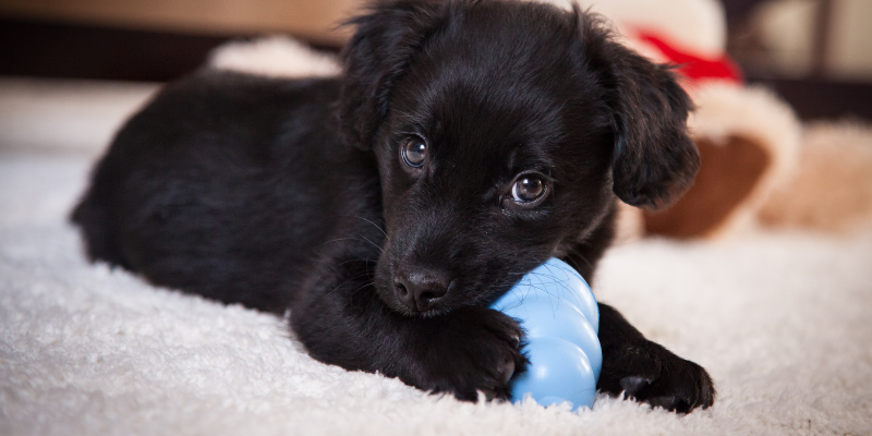 best dog toy, dog toys, dog gifts, Kong toys, Kong dog toys, dog owners, dog mom, dog dad, Animal Emergency & Referral Center of Minnesota