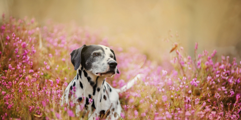 dog, spring, flowers, spring pet hazards, spring pet toxins, spring pet dangers, Animal Emergency & Referral Center of Minnesota, Saint Paul emergency vet, Twin Cities emergency vet, Oakdale emergency vet
