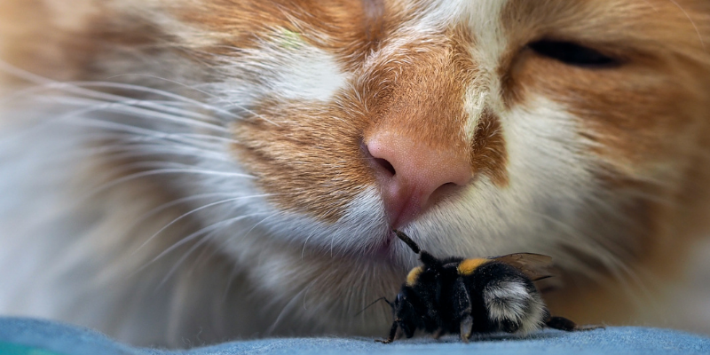 cat, bee, spring pet hazards, spring pet toxins, spring pet dangers, Animal Emergency & Referral Center of Minnesota, Saint Paul emergency vet, Twin Cities emergency vet, Oakdale emergency vet