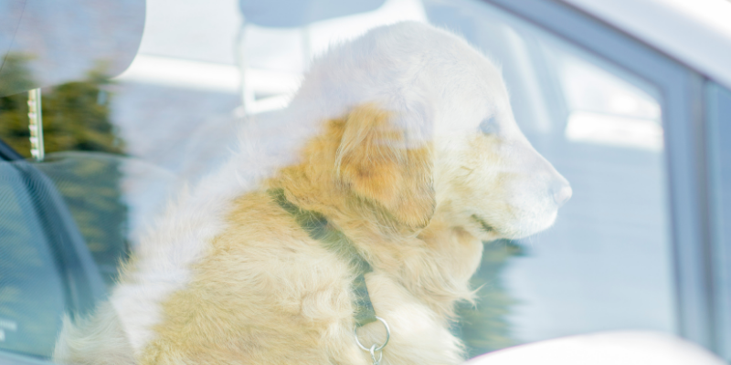 dog, car, spring pet hazards, spring pet toxins, spring pet dangers, Animal Emergency & Referral Center of Minnesota, Saint Paul emergency vet, Twin Cities emergency vet, Oakdale emergency vet