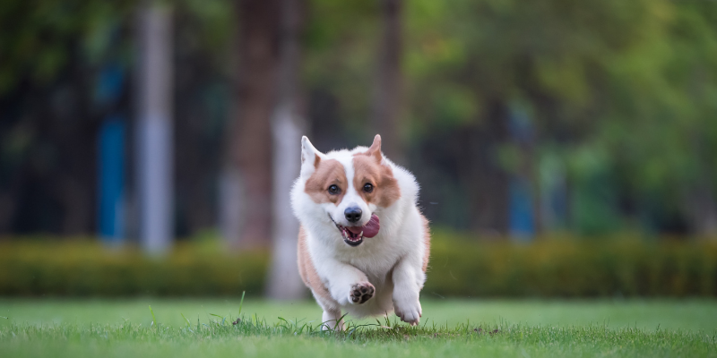 dog, running, dog park, spring pet hazards, spring pet toxins, spring pet dangers, Animal Emergency & Referral Center of Minnesota, Saint Paul emergency vet, Twin Cities emergency vet, Oakdale emergency vet