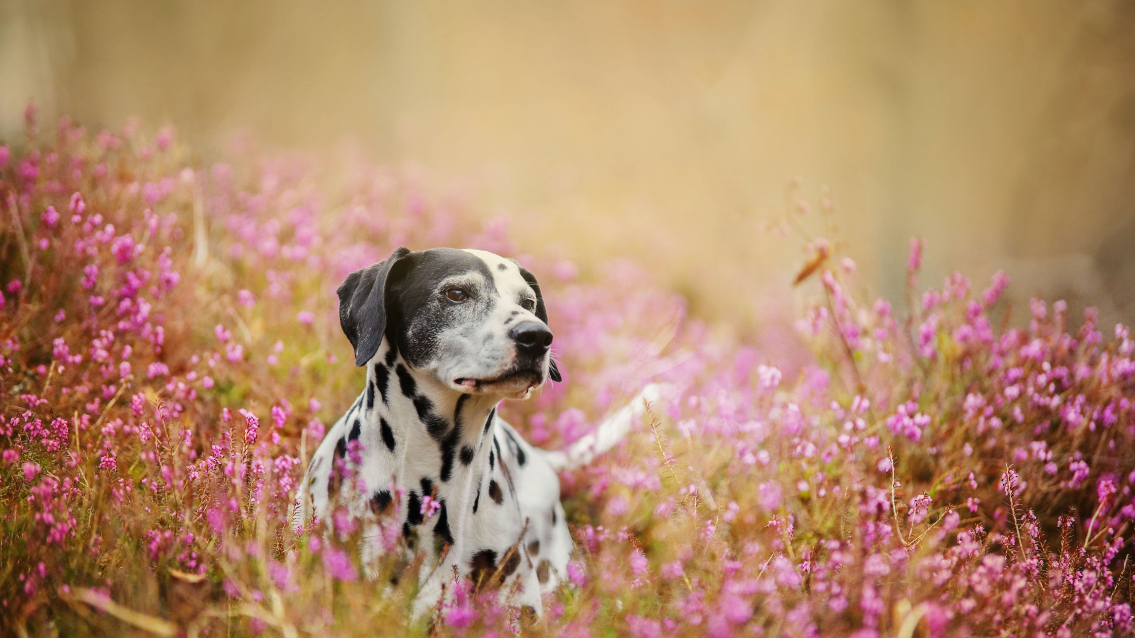 Quick Guide: Spring Pet Hazards