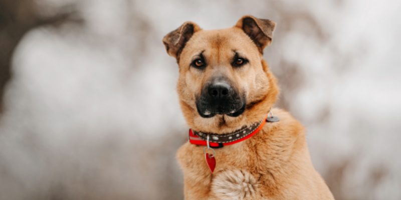 microchip, cat collars, ID tags, pet safety, Animal Emergency & Referral Center of Minnesota, Twin Cities emergency vet, Minnesota emergency vet