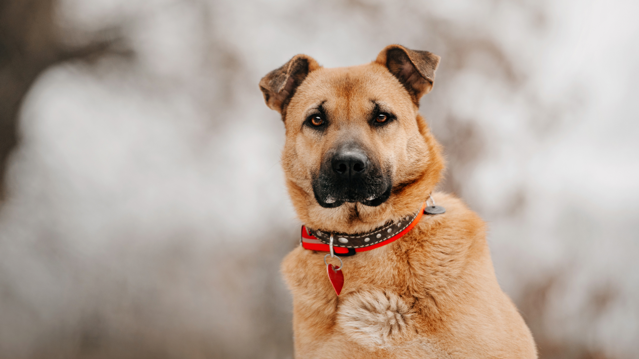 Why Should I Microchip My Pet?