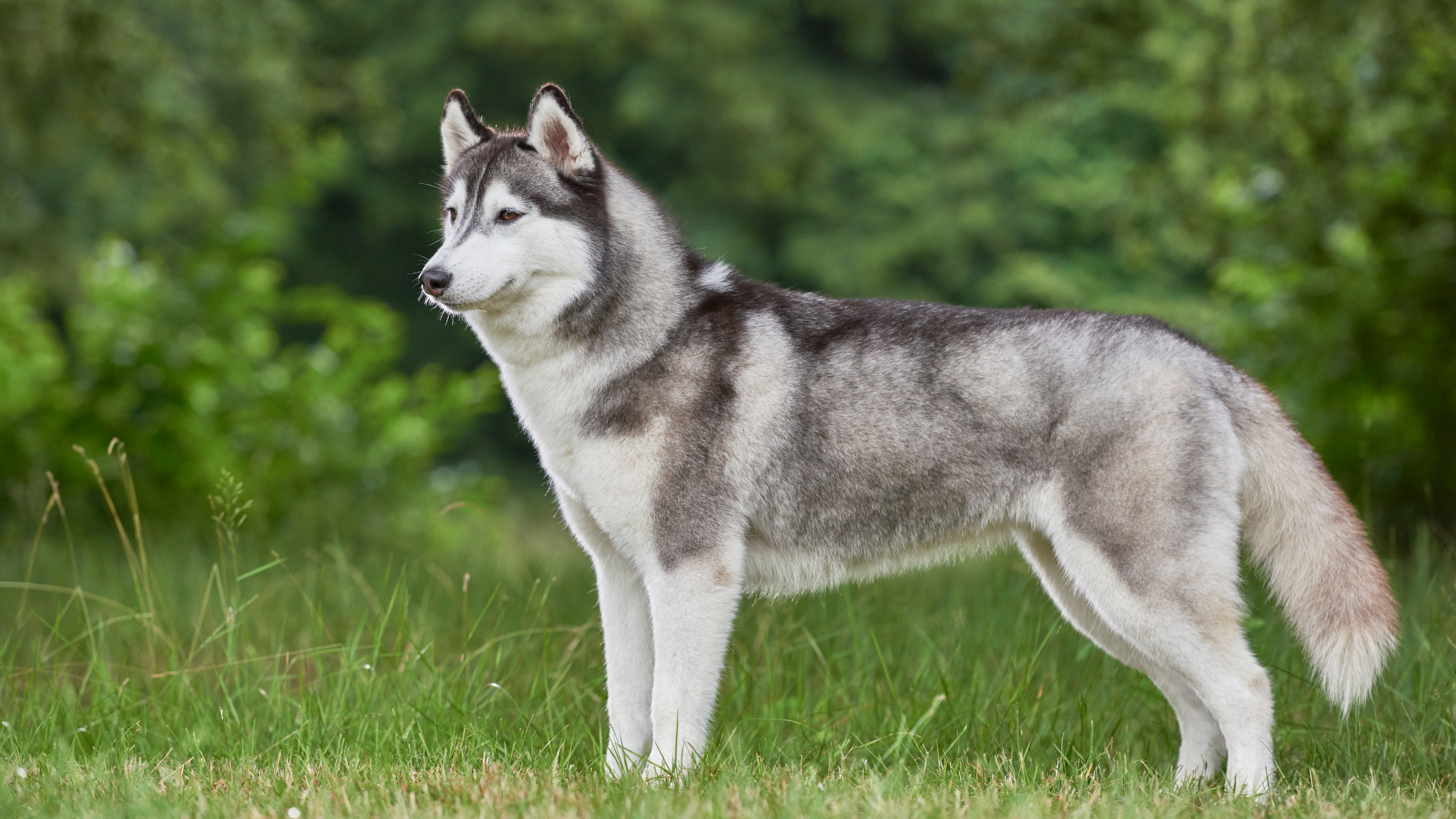 Summer Grooming for Northern Breeds