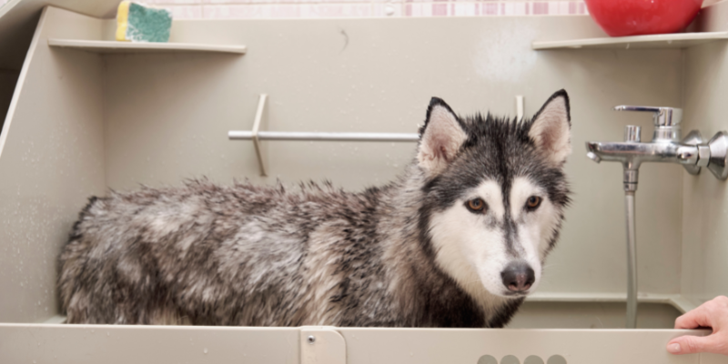 summer grooming, Northern breeds, dog grooming, grooming tips for Northern Breeds, veterinary technician, Twin Cities dog groomer