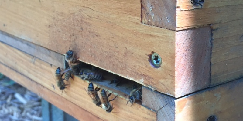 beekeeping, Minnesota beekeeping, Twin Cities beekeeping, backyard beekeeping, veterinary, Animal Emergency & Referral Center of Minnesota