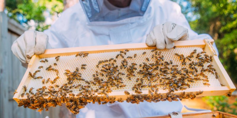 beekeeping, Minnesota beekeeping, Twin Cities beekeeping, backyard beekeeping, veterinary, Animal Emergency & Referral Center of Minnesota