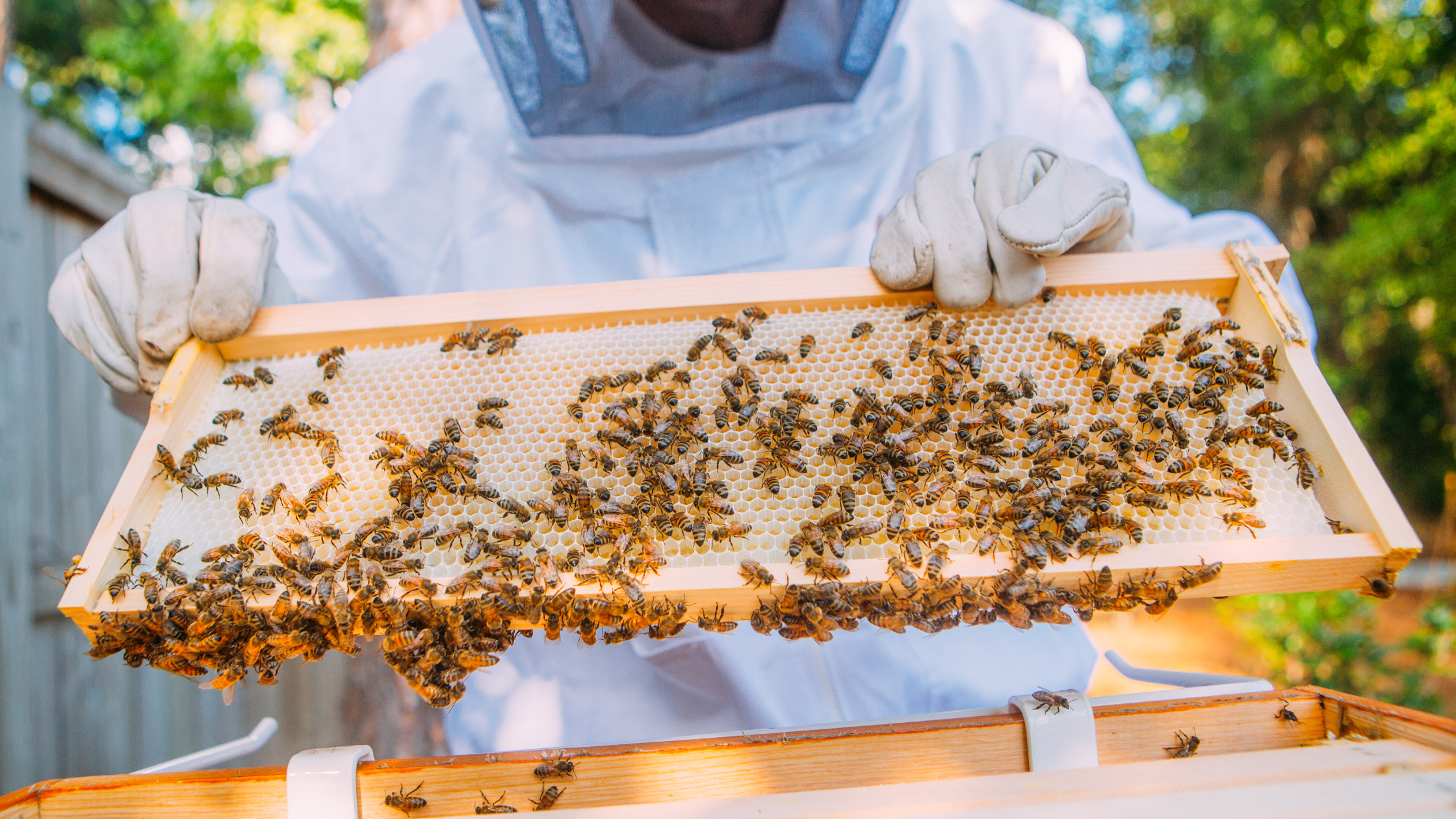 How to Tell If Beekeeping Is Right for You