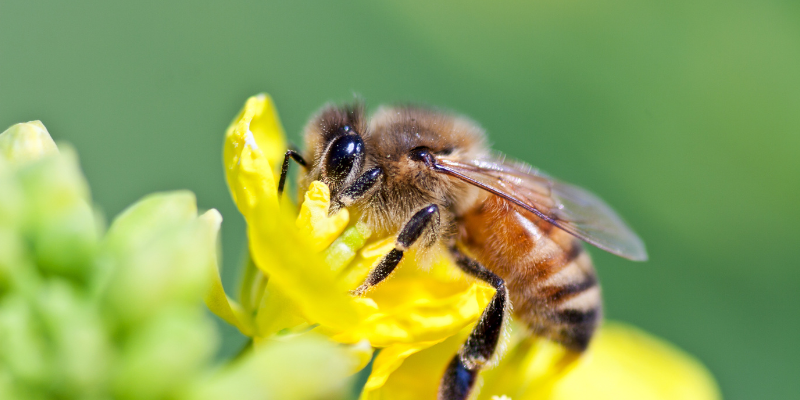 beekeeping, Minnesota beekeeping, Twin Cities beekeeping, backyard beekeeping, veterinary, Animal Emergency & Referral Center of Minnesota