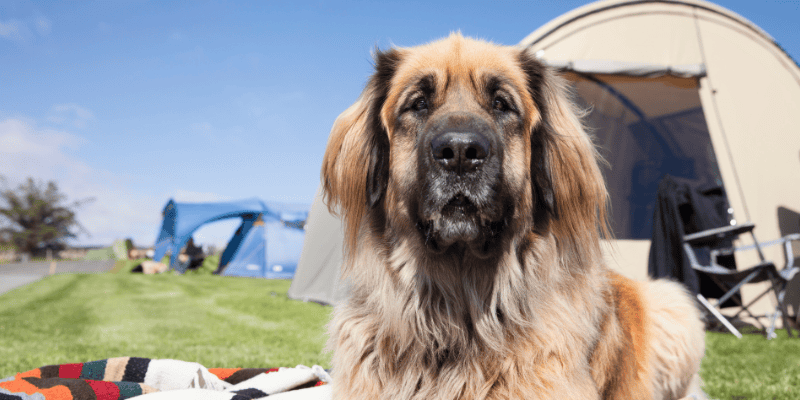 dog, lying down, tent, camping, hiking, pets, pet safety, what to pack for hiking with dogs, what to pack for camping with dogs, Chuck & Don's, camping with dogs, hiking with dogs, dog safety, Minnesota camping, Minnesota hiking, Animal Emergency & Referral Center of Minnesota, Minnesota emergency vet, Twin Cities emergency vet, Twin Cities animal emergency hospital