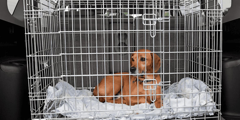 dog, kennel, crate, car, traveling with pets, camping, hiking, pets, pet safety, what to pack for hiking with dogs, what to pack for camping with dogs, Chuck & Don's, camping with dogs, hiking with dogs, dog safety, Minnesota camping, Minnesota hiking, Animal Emergency & Referral Center of Minnesota, Minnesota emergency vet, Twin Cities emergency vet, Twin Cities animal emergency hospital