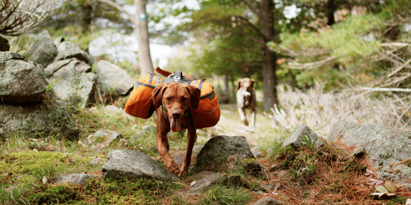 dog, hiking, backpack, camping, hiking, pets, pet safety, what to pack for hiking with dogs, what to pack for camping with dogs, Chuck & Don's, camping with dogs, hiking with dogs, dog safety, Minnesota camping, Minnesota hiking, Animal Emergency & Referral Center of Minnesota, Minnesota emergency vet, Twin Cities emergency vet, Twin Cities animal emergency hospital