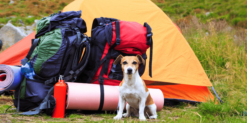dog, tent, gear, camping, hiking, pets, pet safety, what to pack for hiking with dogs, what to pack for camping with dogs, Chuck & Don's, camping with dogs, hiking with dogs, dog safety, Minnesota camping, Minnesota hiking, Animal Emergency & Referral Center of Minnesota, Minnesota emergency vet, Twin Cities emergency vet, Twin Cities animal emergency hospital