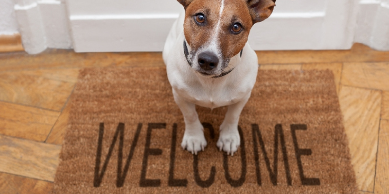 pet sitter, pet emergency, preparing pet sitter for emergency, prepare for the worst, pet sitting tips, pet sitter tips, pet owners, pet emergency, pet emergency plan, Animal Emergency & Referral Center of Minnesota, Twin Cities emergency vet, Minnesota emergency vet