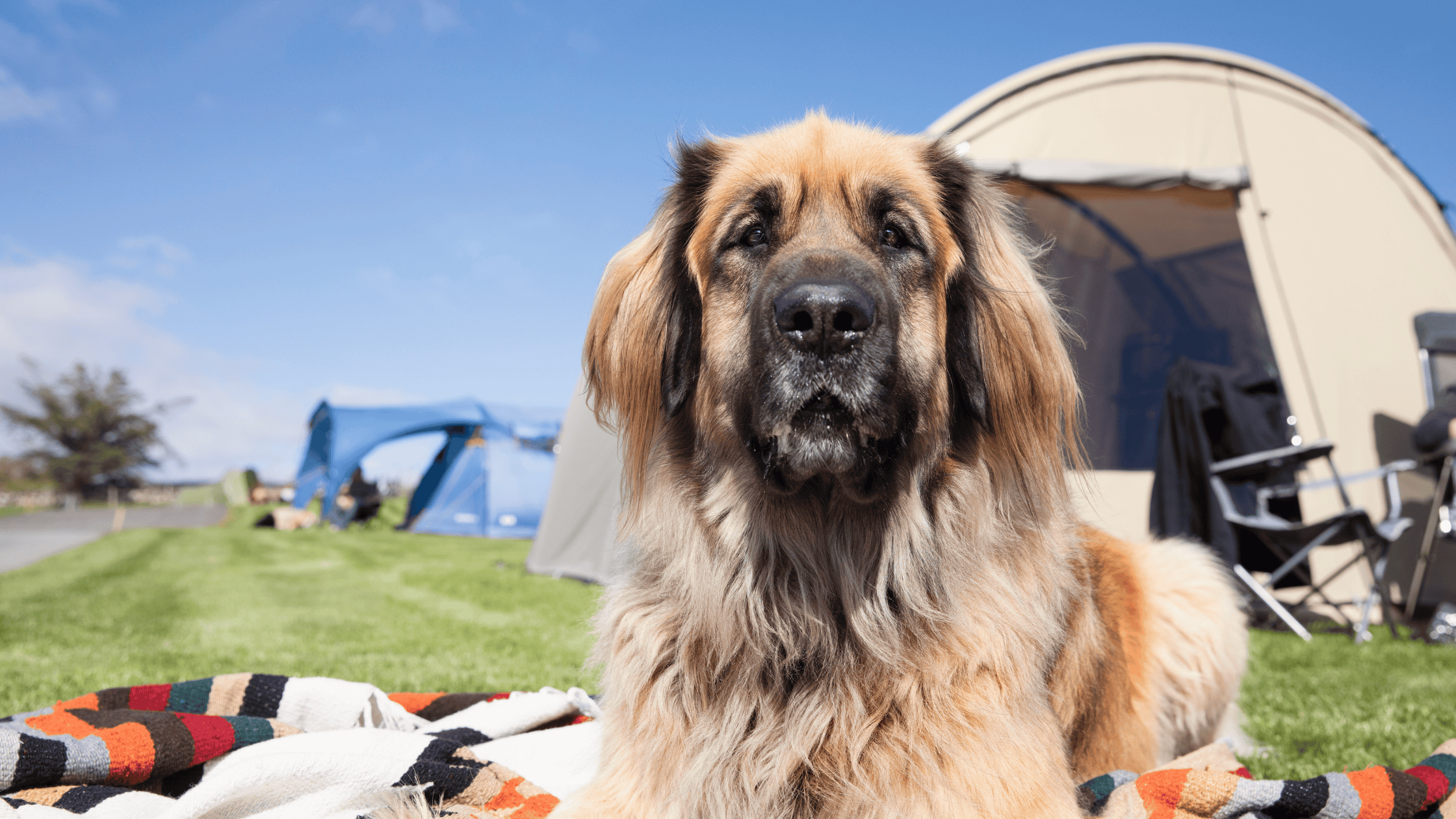 Camping and Hiking with Your Dog Part I: What to Pack