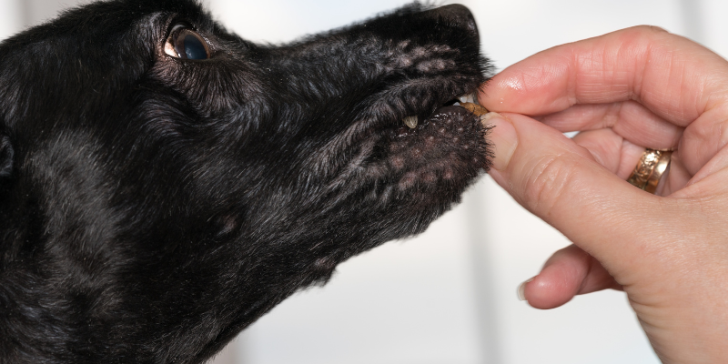 pet nutrition, pet calorie, pet health, pet diet, Animal Emergency & Referral Center of Minnesota