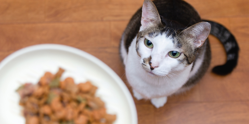 pet nutrition, pet calorie, pet health, pet diet, Animal Emergency & Referral Center of Minnesota