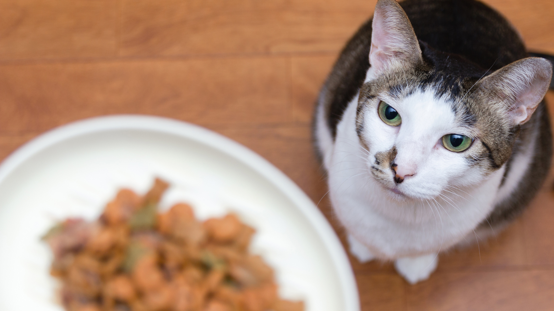 6 Things You Should Know About Pet Nutrition Part II
