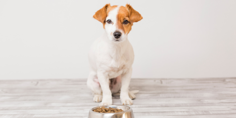 pet nutrition, pet calorie, pet health, pet diet, Animal Emergency & Referral Center of Minnesota