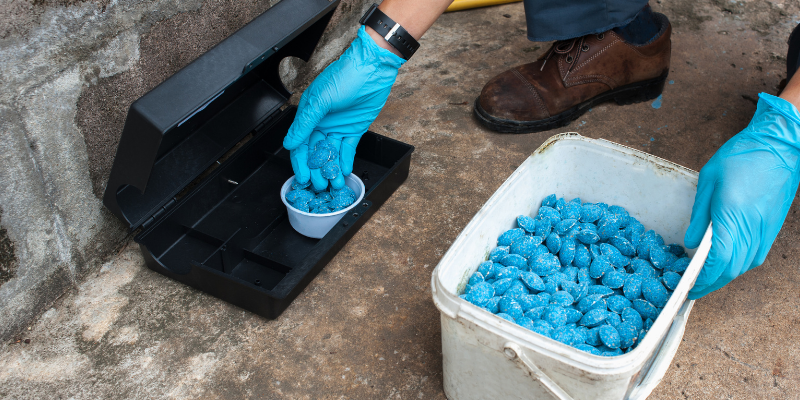 rat poison, mouse poison, pet toxins, pet emergency, Animal Emergency & Referral Center of Minnesota, fall pet toxins, autumn pet toxins, autumn pet dangers, fall pet dangers