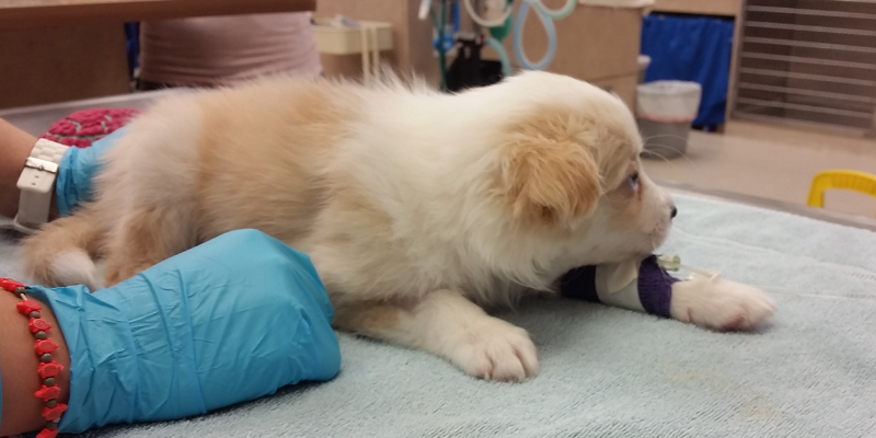 seizures in pets, seizures in dogs, Neurology Service, Animal Emergency & Referral Center of Minnesota