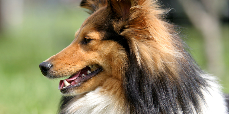 seizures in pets, seizures in dogs, Neurology Service, Animal Emergency & Referral Center of Minnesota