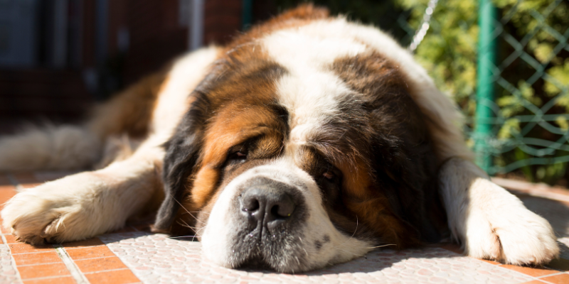 seizures in pets, seizures in dogs, Neurology Service, Animal Emergency & Referral Center of Minnesota