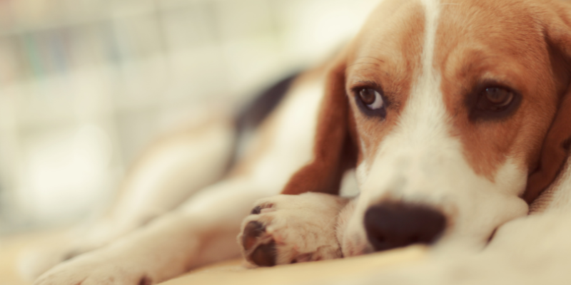 seizures in pets, seizures in dogs, Neurology Service, Animal Emergency & Referral Center of Minnesota