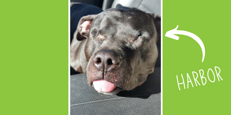 seizures in pets, seizures in dogs, Neurology Service, Animal Emergency & Referral Center of Minnesota