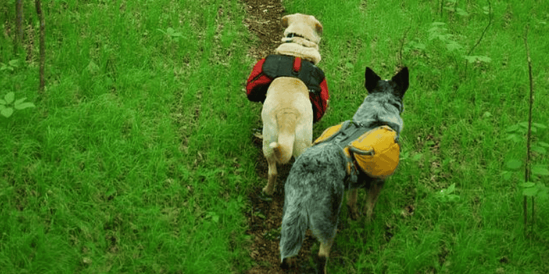 dogs, hiking, backpacks, camping, hiking, pets, pet safety, camping with dogs, hiking with dogs, dog safety, Minnesota camping, Minnesota hiking, Animal Emergency & Referral Center of Minnesota, Minnesota emergency vet, Twin Cities emergency vet, Twin Cities animal emergency hospital