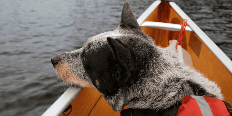 dog, canoe, camping, hiking, pets, pet safety, camping with dogs, hiking with dogs, dog safety, Minnesota camping, Minnesota hiking, Animal Emergency & Referral Center of Minnesota, Minnesota emergency vet, Twin Cities emergency vet, Twin Cities animal emergency hospital