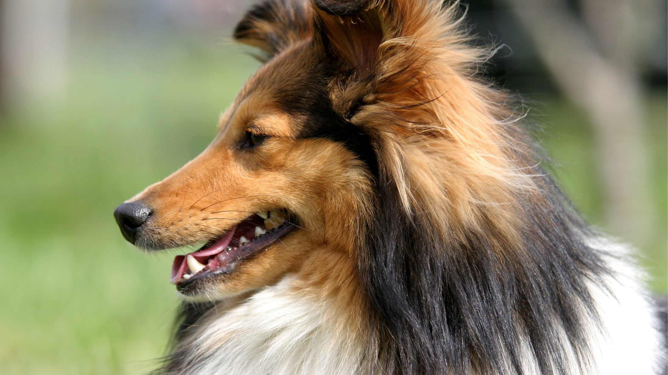 The Eight Things You Need to Know if Your Dog Has Seizures: Part 1