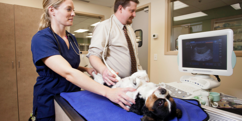 pet insurance, pets, pet owners, pet parents, veterinary, emergency vet, veterinary referral center, Twin Cities emergency vet, Minnesota emergency vet, Animal Emergency & Referral Center of Minnesota