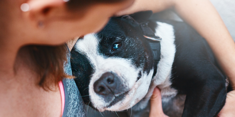 pet insurance, pets, pet owners, pet parents, veterinary, emergency vet, veterinary referral center, Twin Cities emergency vet, Minnesota emergency vet, Animal Emergency & Referral Center of Minnesota