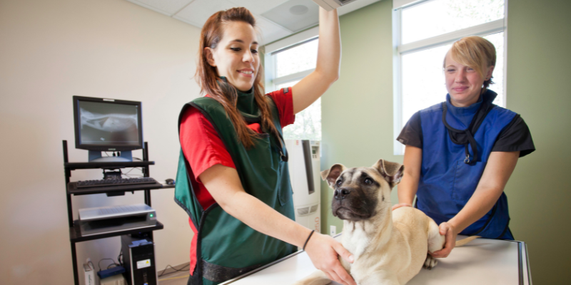 vet tech, veterinary technician, roles of a veterinary technician, what is a veterinary technician, CVT