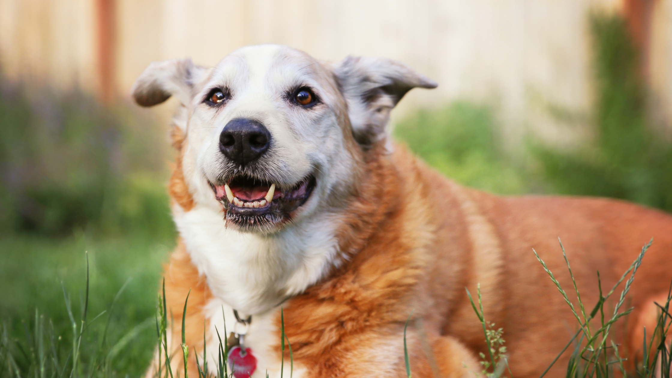 Why Should I Adopt a Senior Pet?