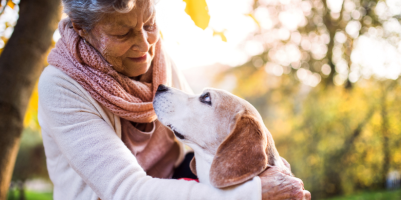 senior dog, reasons to adopt a senior dog, dog, senior dog adoption, dog health, dog owner