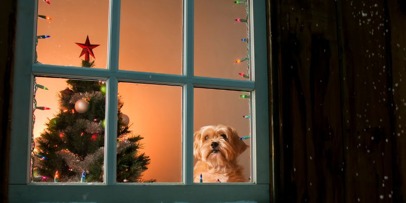 holiday shopping, shopping with dogs, shopping with pets, pet-friendly stores, Animal Emergency & Referral Center of Minnesota