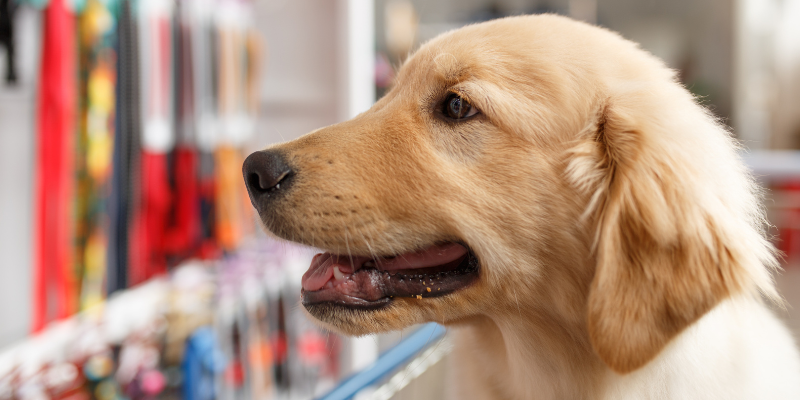 holiday shopping, shopping with dogs, shopping with pets, pet-friendly stores, Animal Emergency & Referral Center of Minnesota